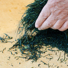 画像をギャラリービューアに読み込む, 干支のお茶「午年」2026