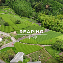 画像をギャラリービューアに読み込む, 【東京茶寮WORKSHOP】1月開催/知るともっとお茶が美味しくなるおはなし