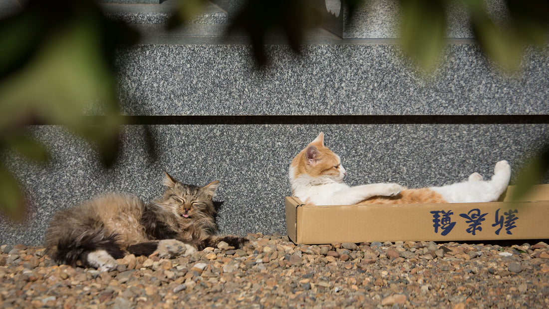 それぞれに違う猫の個性をとらえていきたい 猫写真家・沖昌之さんインタビュー