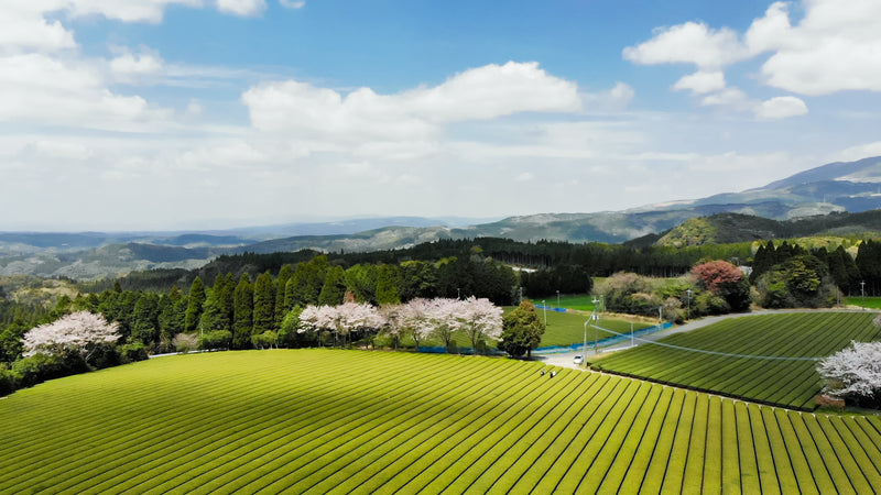 泥臭く、科学的に。お茶の木は木だから、木の状態で作るんじゃ 「012 あさつゆ」西製茶工場 西利実さんインタビュー
