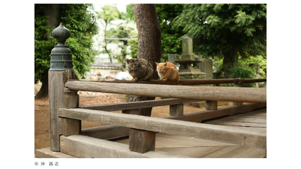 【11月号】TTJ VOL.31『猫と暮らせば』