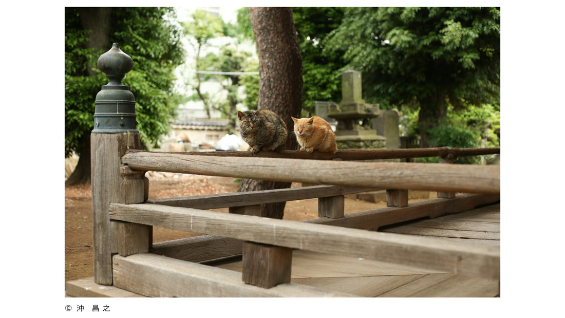 【11月号】TTJ VOL.31『猫と暮らせば』