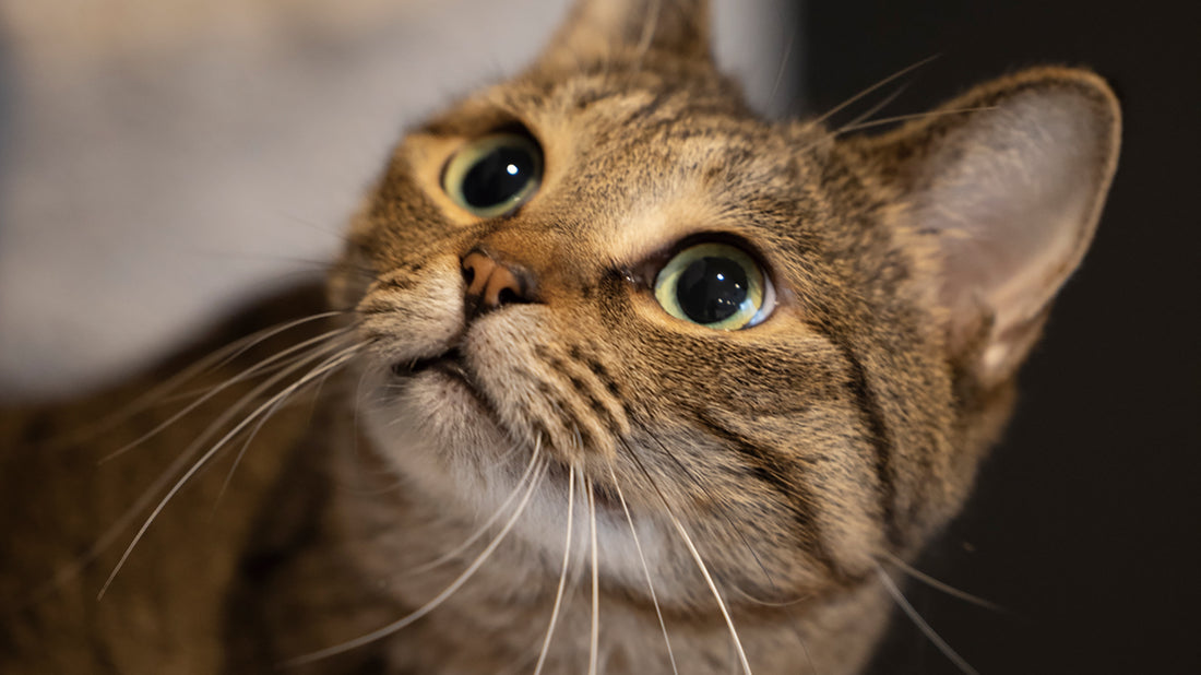 保護猫のことを教えてください！ネコリパブリック東京池袋店 上野佳世子さん